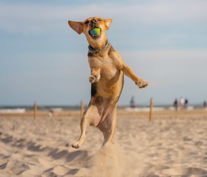 A vertical closeup shot of a companion dog catching a ball while running on the sand