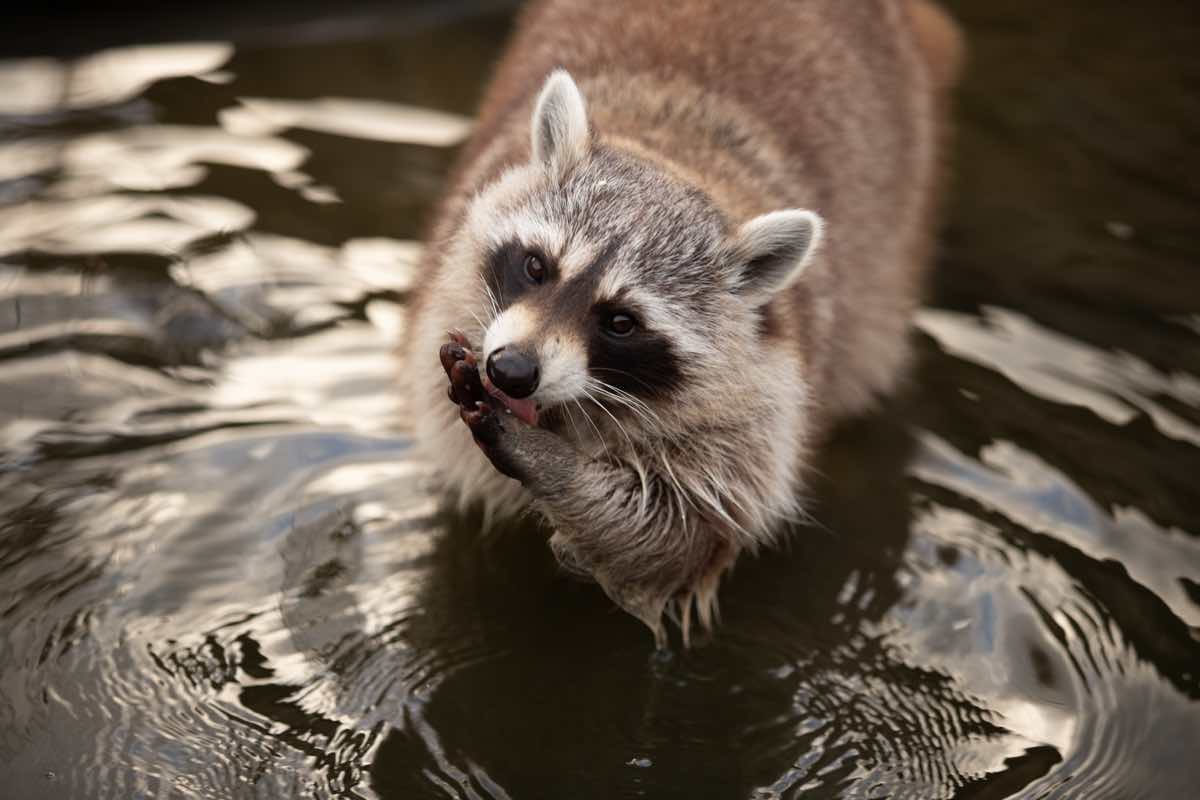 A portrait of an adorable raccoon in a pond