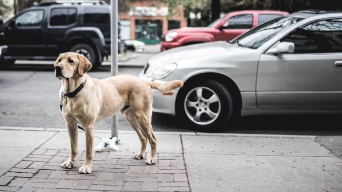 Stressed dog tied to a lamppost waiting for his owner to leave a store.