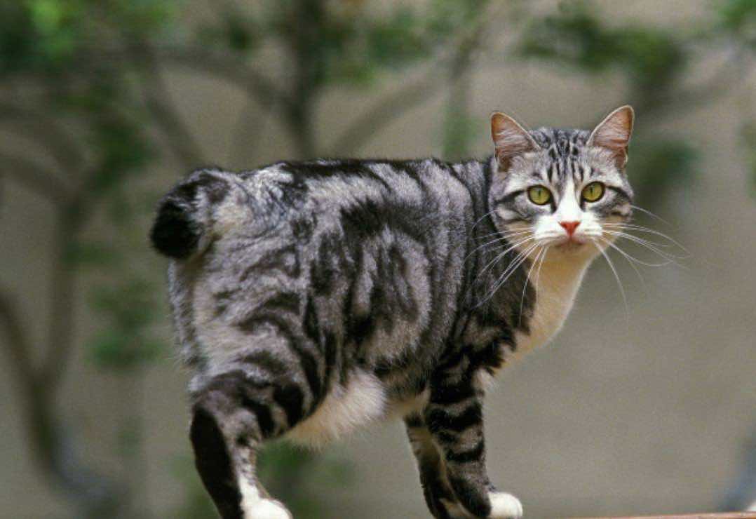 Gato Bobtail Japonés con cola corta