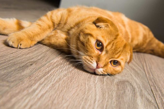 Scottish Fold red cat on the wooden floor.