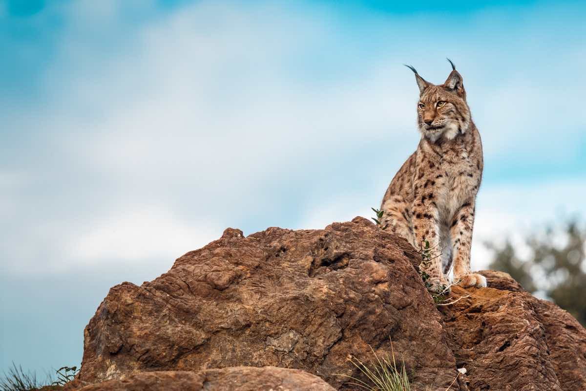 Iberian Lynx perched on a rock and looking towards the horizon