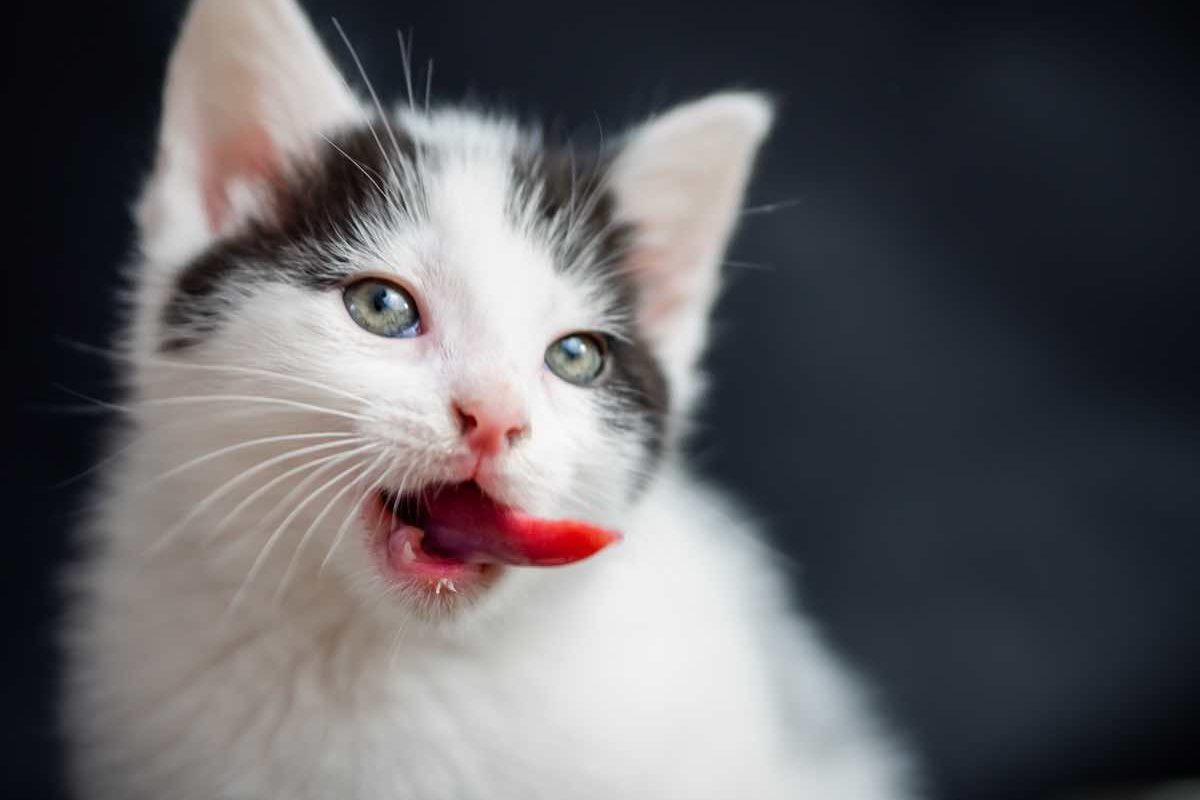 A closeup shot of a kitten showing its tongue isolated on a black background