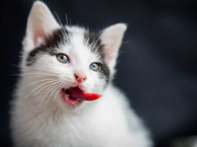 A closeup shot of a kitten showing its tongue isolated on a black background