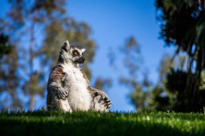 A low angle shot of a cute lemur sitting on the grass in a park during daytime
