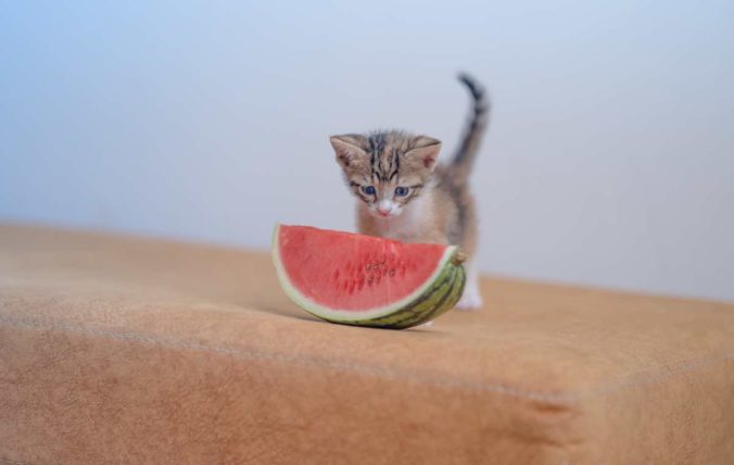 Closeup shot of a very cute kitty on the sofa with a piece of watermelon