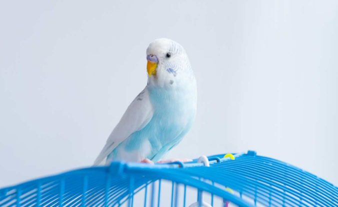 a wavy blue parrot sits on a cage