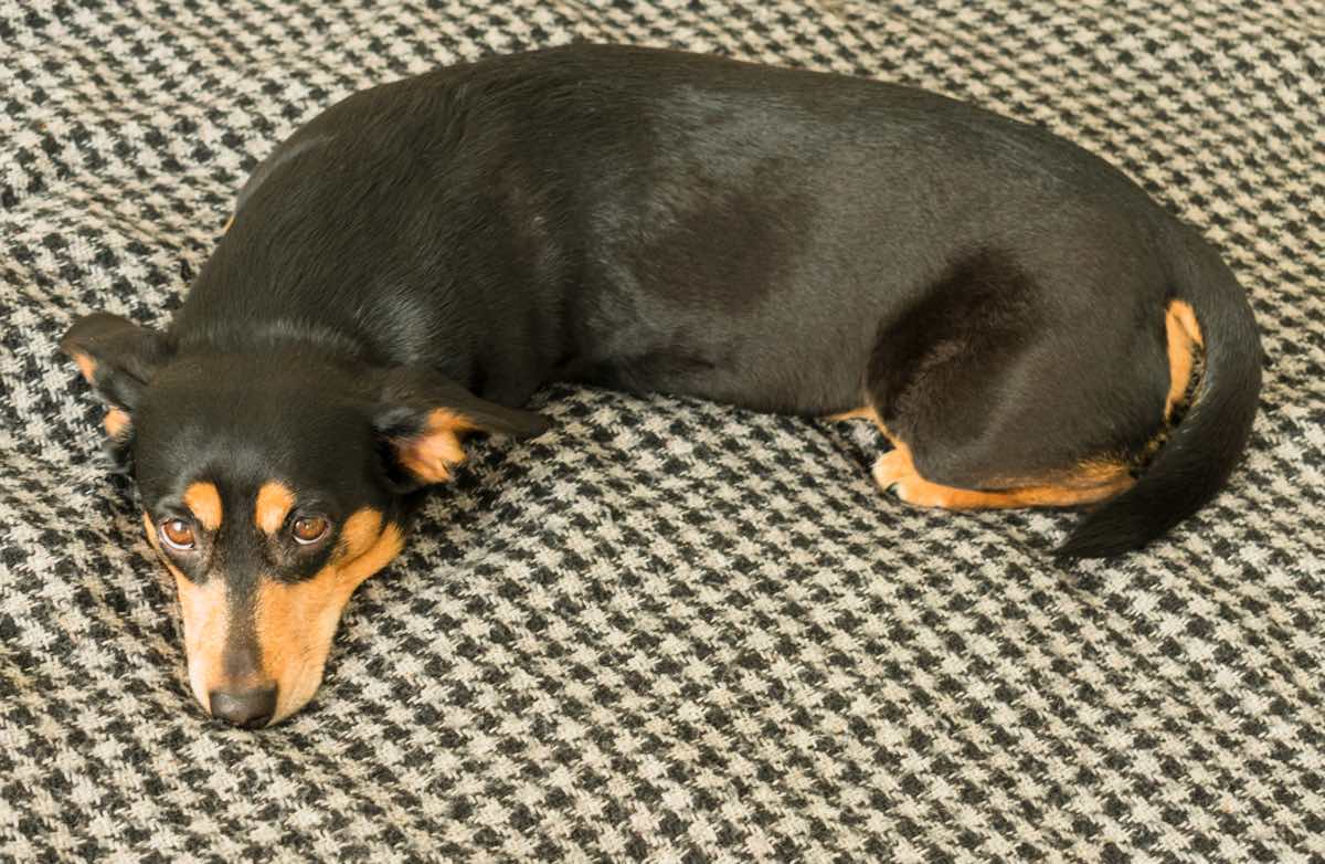 Perro de color negro tumbado con mirada triste