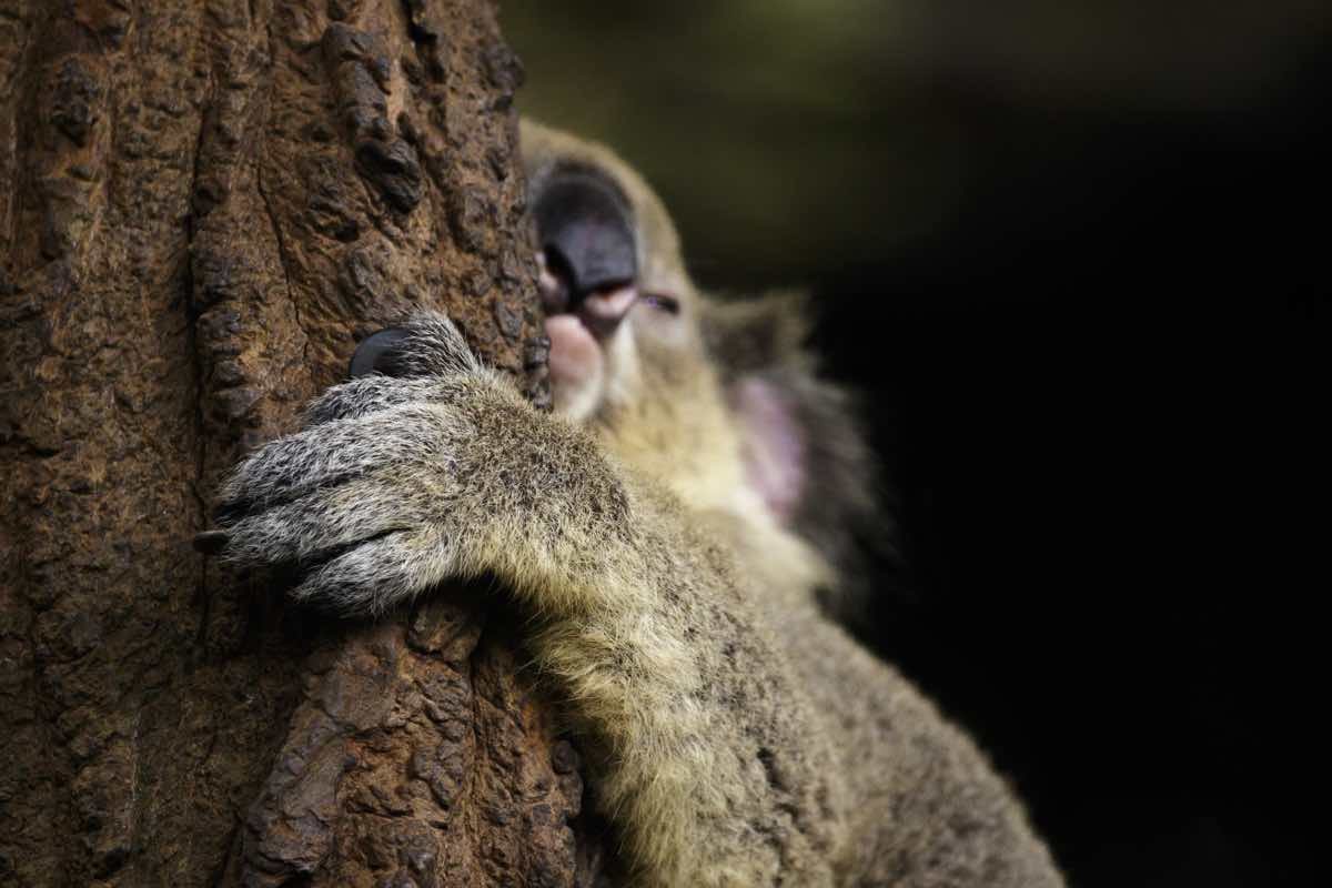 Koala clinging to a tree trunk