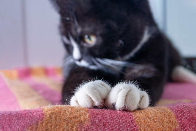 Paws of a black kitten with white fingers on a woolen red blanket