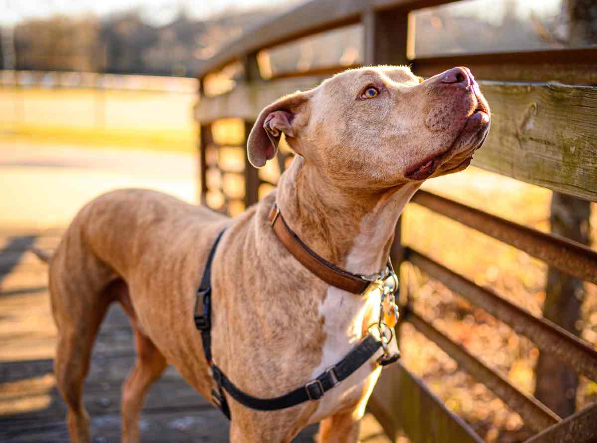 American Pitbull Terrier: a playful and very intelligent dog