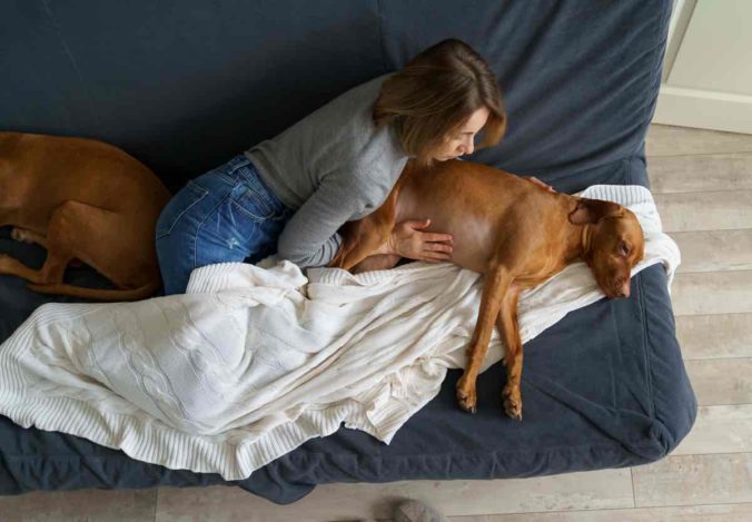 Woman touch dog belly. Sick vizsla suffer from indigestion food poisoning, infection or animal virus