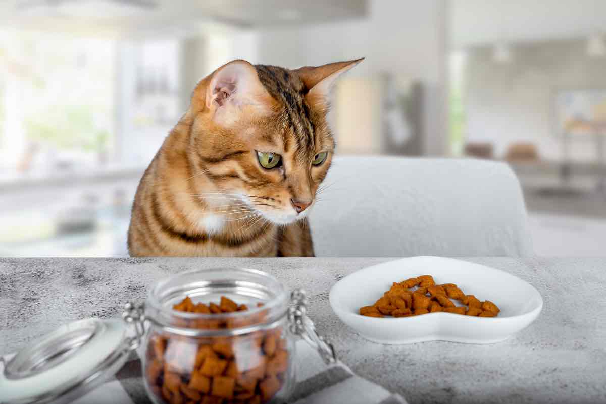Jar with treats for cats, a bowl and a cat.