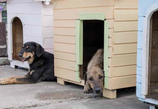Fearful dog hiding in a kennel