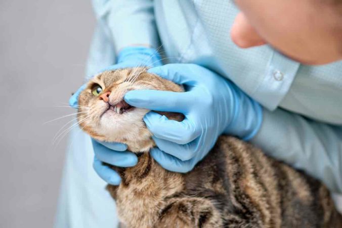 Veterinario explorando los dientes de un gato