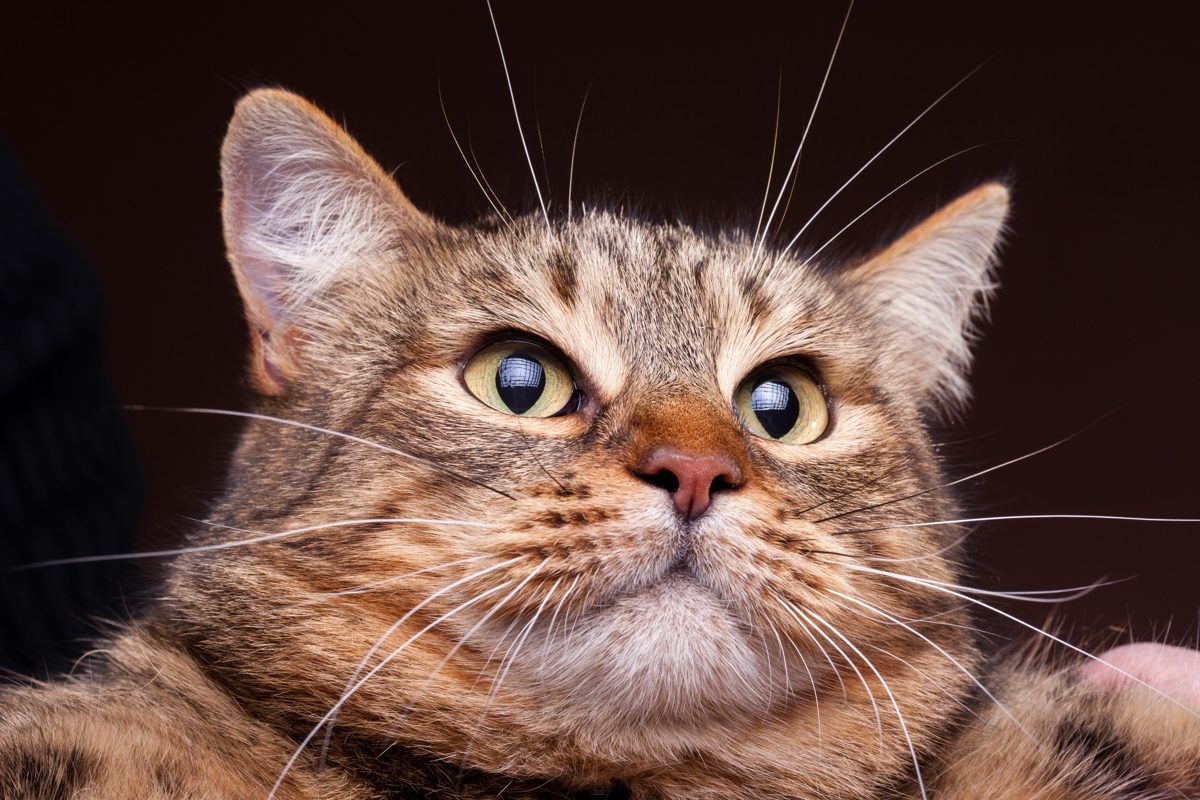 Grumpy cat in close up photo. Studio photo