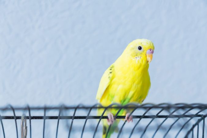 Yellow wavy parrot or budgie sits on the cage on blue background