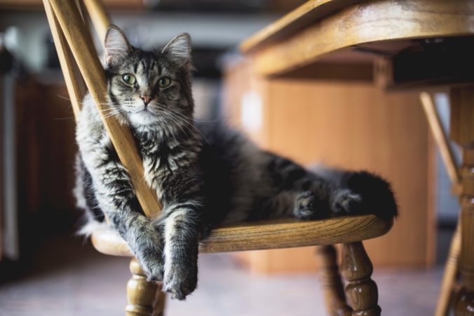 A selective focus closeup shot of a gray furry tabby cat sitting on a wooden chair