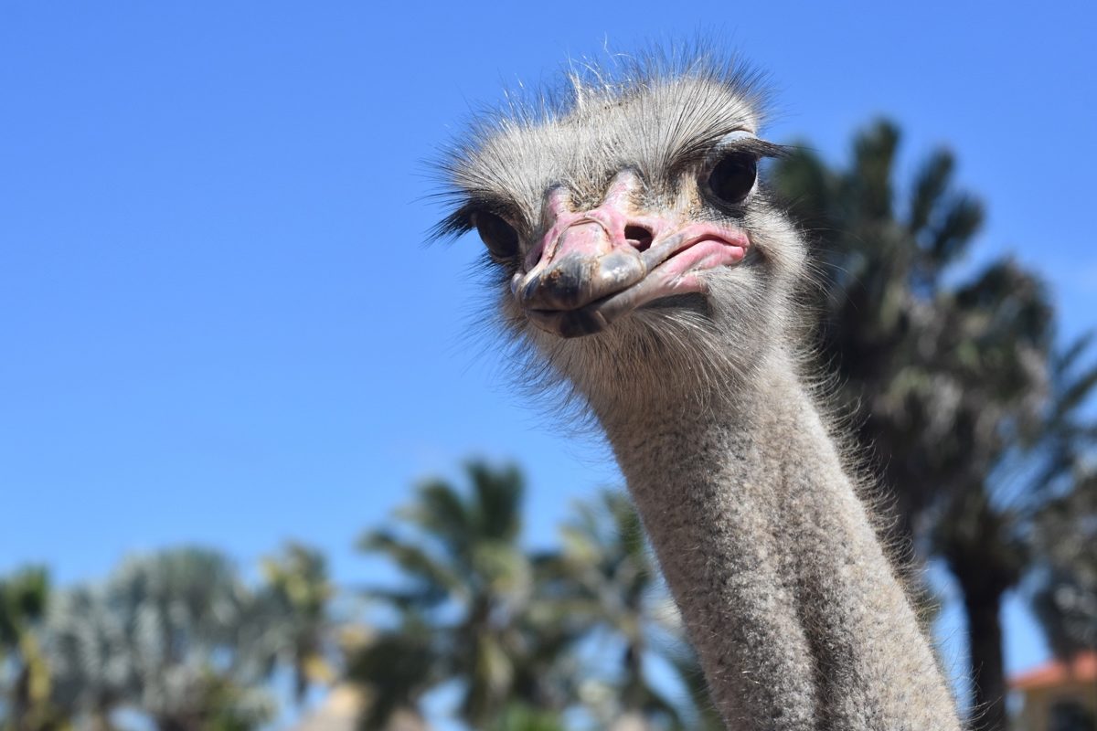 Stern Expression on the Face of a Common Ostrich