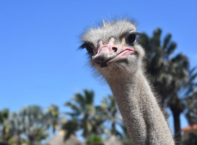 Stern Expression on the Face of a Common Ostrich