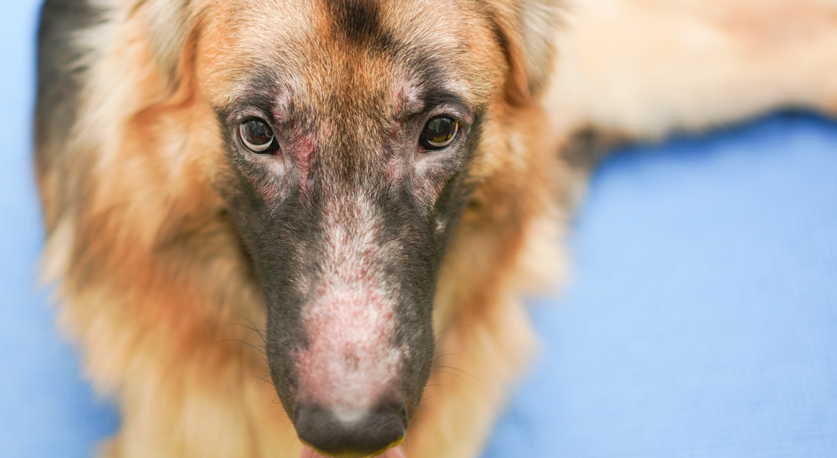 German shepherd dog face with allergic rhinitis dermatitis skin problem infection dog hair fur