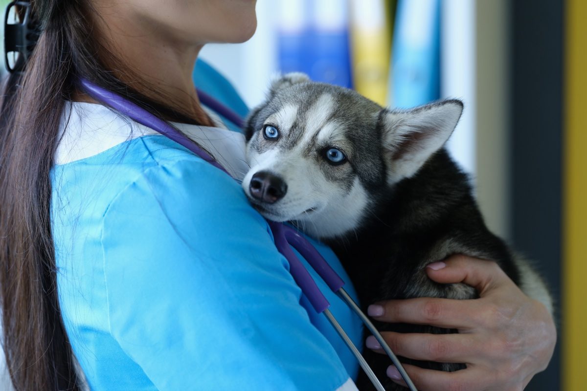Veterinarian at reception is holding frightened little husky in arms. Fears and phobias in dogs concept