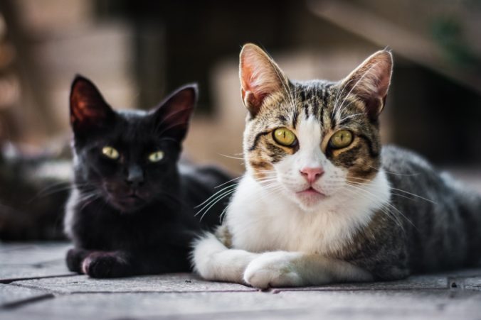 Horizontal shot of two sitting cats on a blurred background