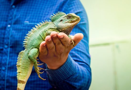 Green iguana lizard sits on men hand. Man shows a green lizard_