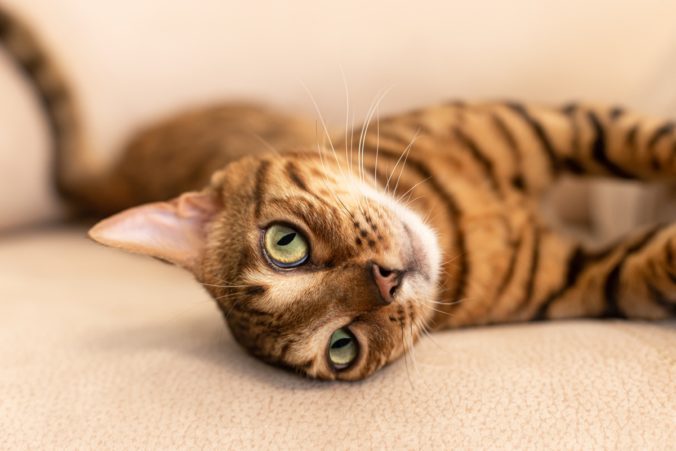 Cat bengal cat lying down