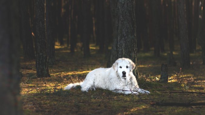 Perro kuvasz de color blanco tumbado bajo un árbol.