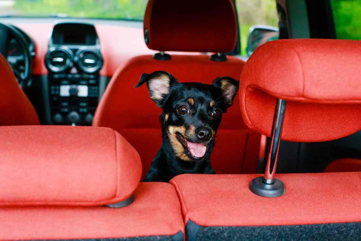 Perro negro en el interior de un coche
