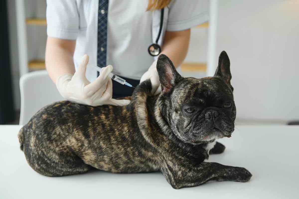 Veterinarian vaccinating dog in light clinic.