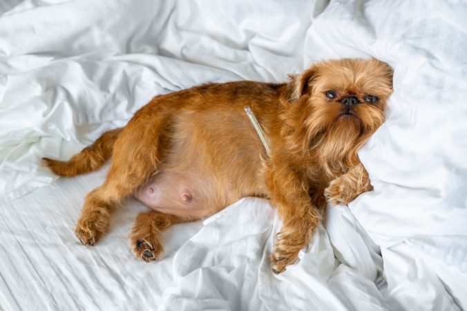 The dog of the brussels griffon breed is pregnant and measures the temperature while lying in bed.