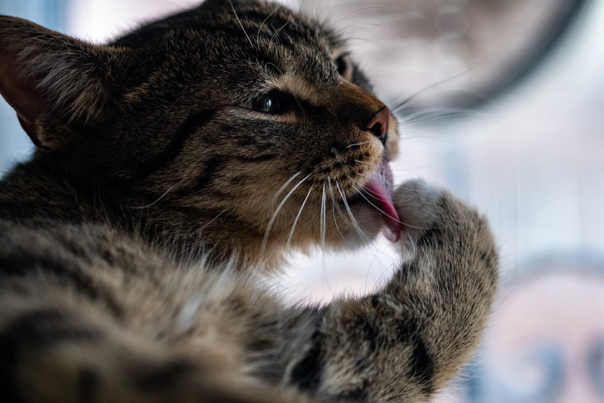 Closeup shot of a cute domestic cat licking his paw and cleaning himself
