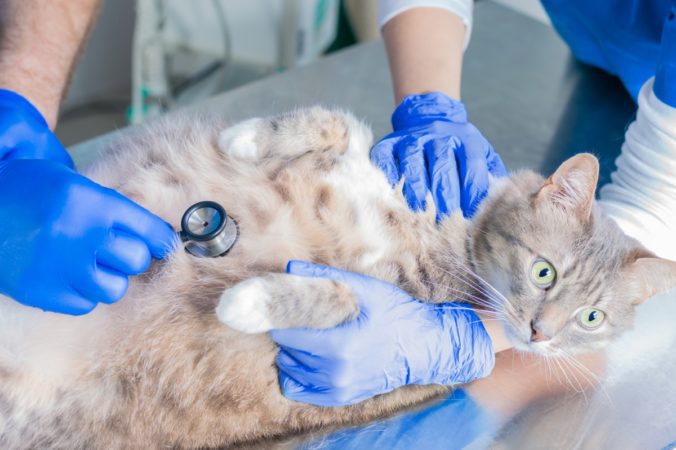 Pregnant cat being scanned by vets