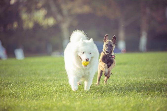 Dos gossos jugant en un pipican