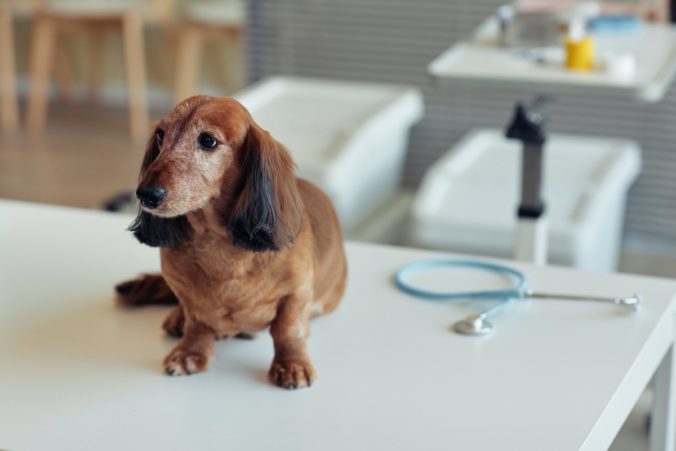 Portrait of cute senior dachshund dog sitting on examination table in vet clinic with stethoscope in background, pet health check up