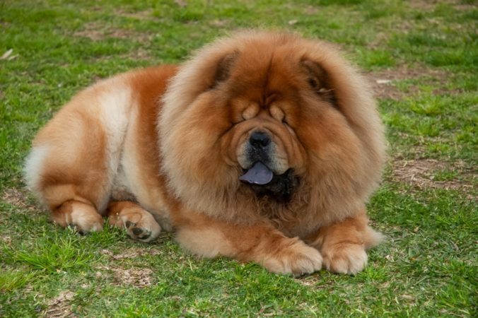 Chow chow purebred dog brown color lying on the grass