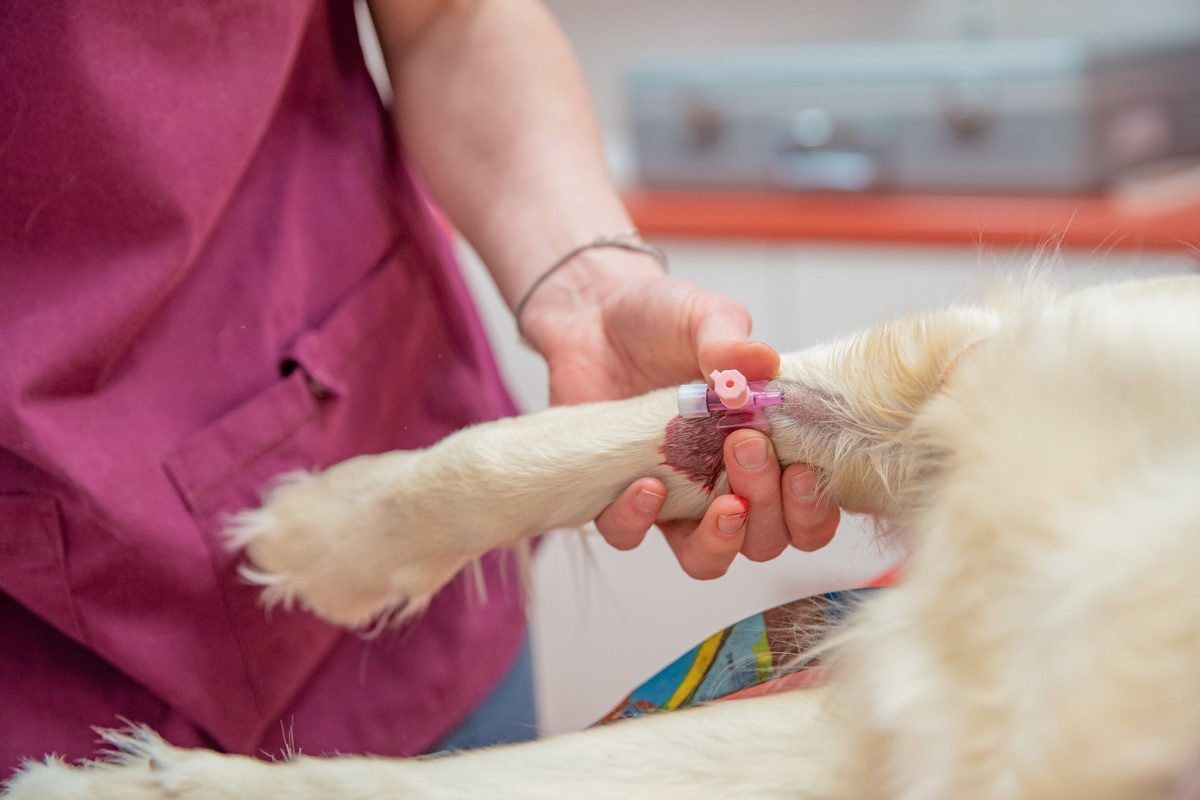 Introduction of a cannula for blood collection into the dog's paw.
