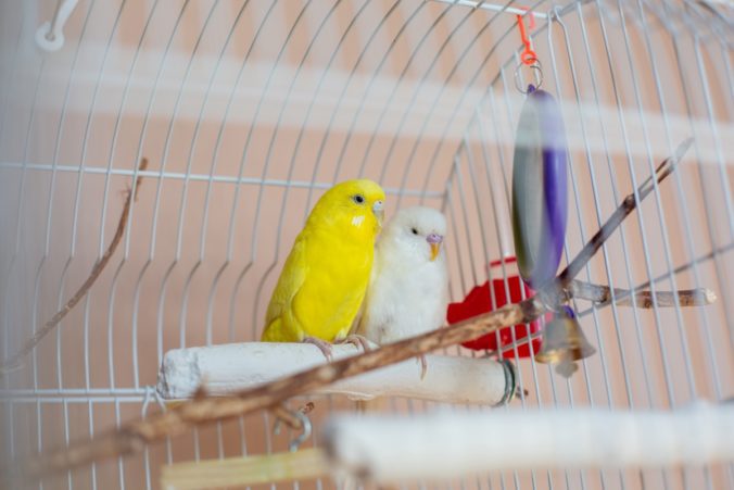Beautiful colored parrots in a cage at home. Cute pet. Selective focus.